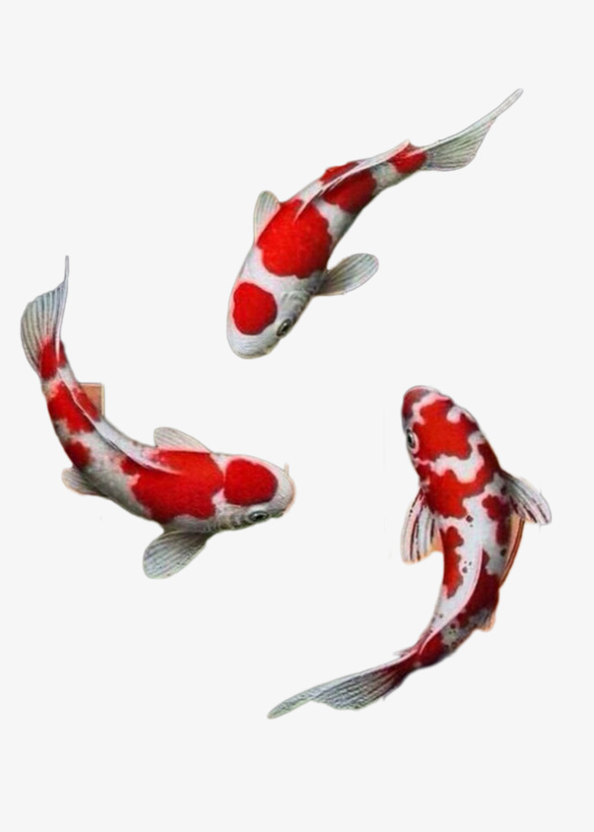 Koi Fish PNG HD Transparent Koi Fish HD.PNG Images..