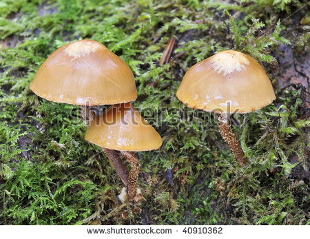 Kuehneromyces Stock Photos, Images, & Pictures.
