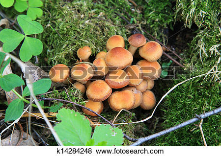 Pictures of Kuehneromyces mutabilis, mushroom k14284248.