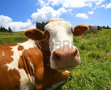 Snout Cow Images & Stock Pictures. 0 Royalty Free Snout Cow Photos.