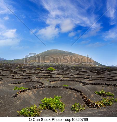 Stock Image of Lanzarote La Geria vineyard on black volcanic soil.