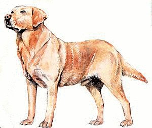 Labrador clipart.