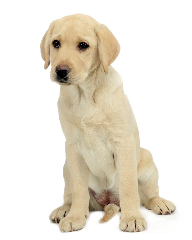 labrador png 10 free Cliparts | Download images on Clipground 2021