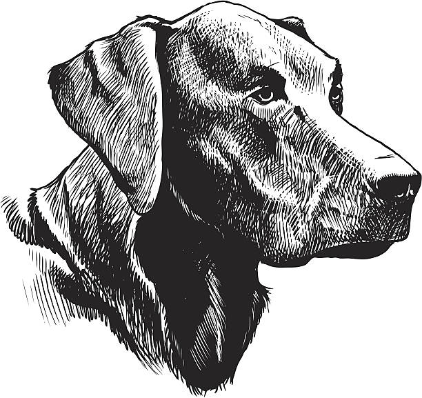 Best Labrador Retriever Illustrations, Royalty.