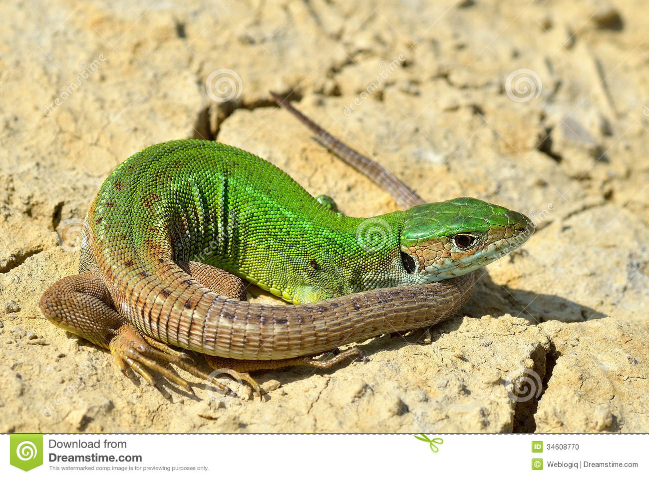 Green Lizard.
