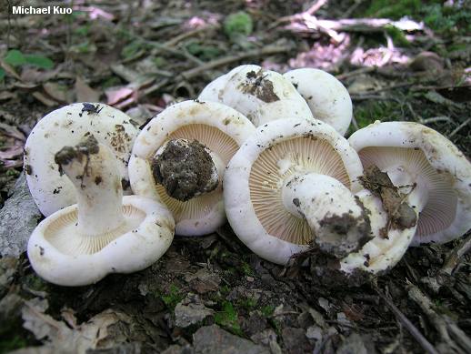 Lactarius subvellereus var. subdistans (MushroomExpert.Com).