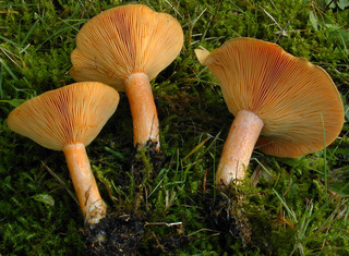 Lactarius deterrimus Grö, ger.