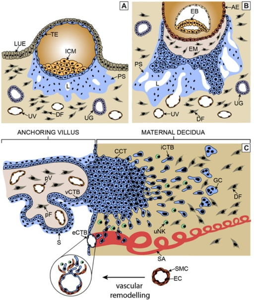 Critical steps of human placental development. (A) Afte.