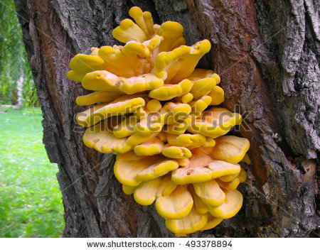 Laetiporus Sulphureus Stock Photos, Royalty.