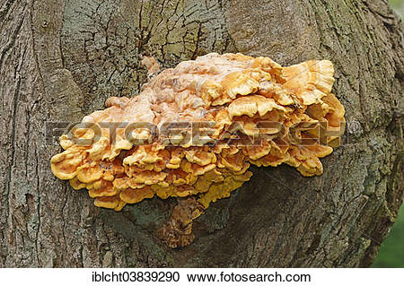 Stock Photography of "Sulphur Polypore, or Sulphur Shelf.