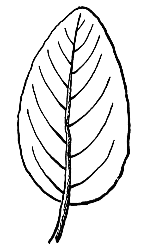 Leaf Shape Clipart.
