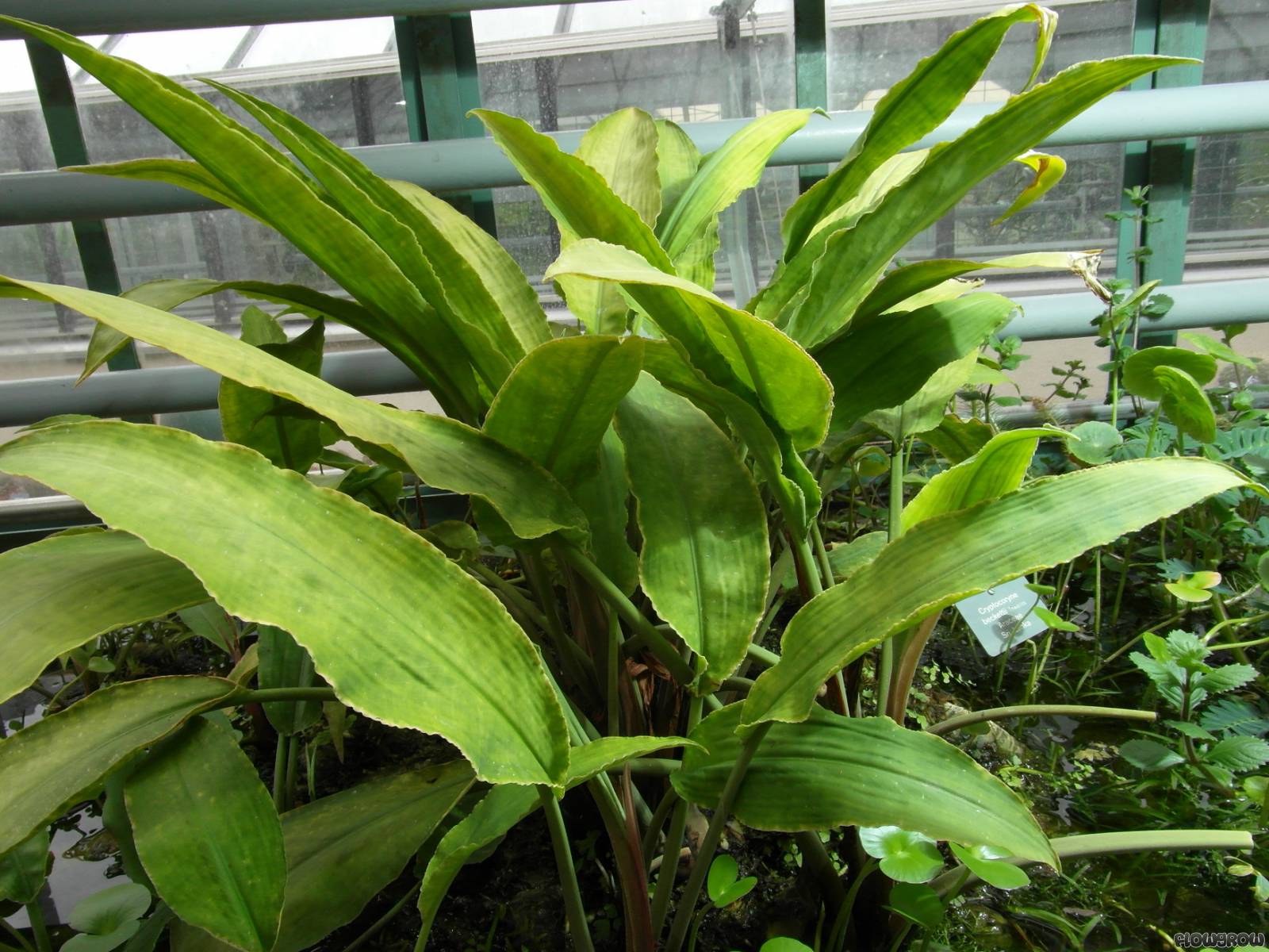 Lagenandra ovata.