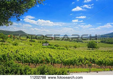 Pictures of A panoramic view over the wine.
