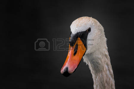 Swan S Face Stock Photos Images, Royalty Free Swan S Face Images.