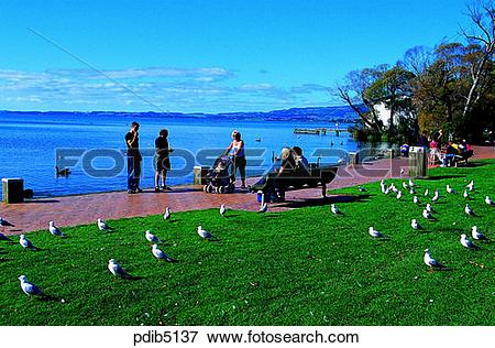Picture of gull, park, day, New Zealand, animal, Rotorua, Rotorua.