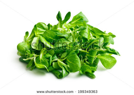 Lambs Lettuce Stock Images, Royalty.