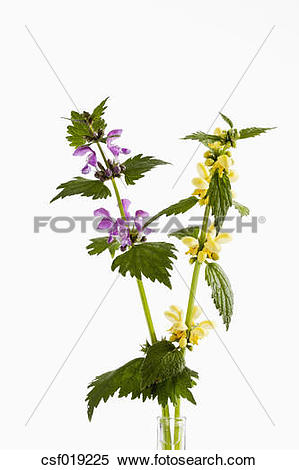 Stock Image of Lamium Purpureum and Lamium Galeobdolon flowers.