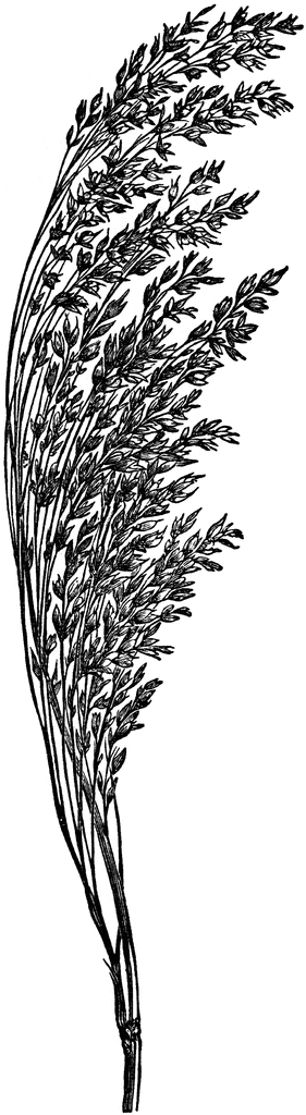 Common Millet.