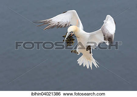 Stock Images of "Northern Gannet (Morus bassanus), with nesting.