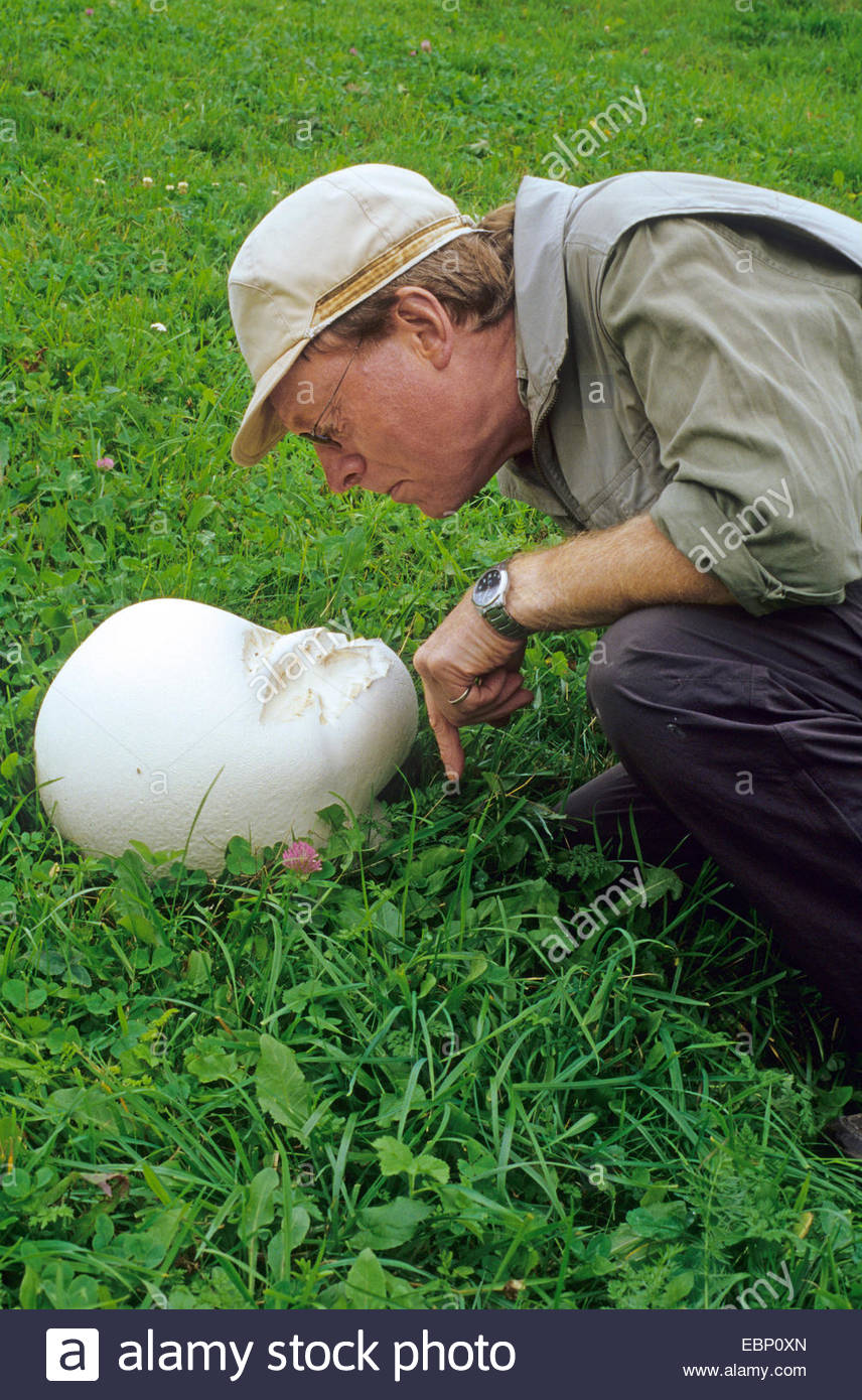 Giant puffball, Puffball mushroom (Calvatia gigantea, Langermannia.