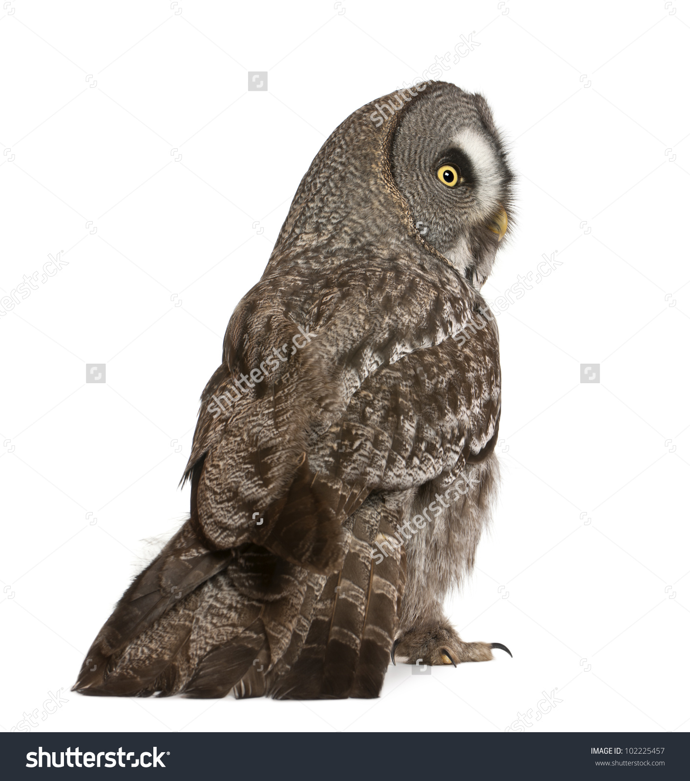Great Grey Owl Or Lapland Owl, Strix Nebulosa, A Very Large Owl.