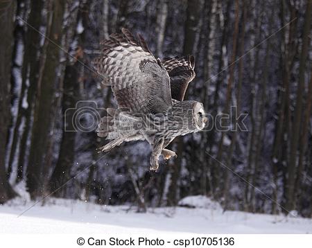 Stock Photos of Great Grey Owl or Lapland Owl lat. Strix nebulosa.
