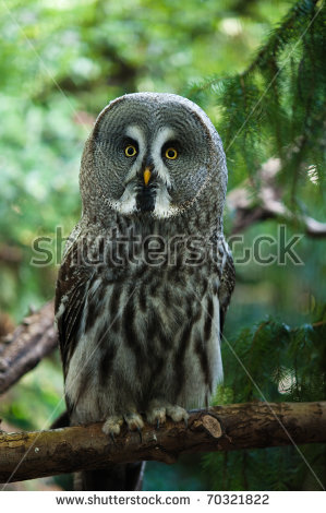 Great Grey Owl Stock Images, Royalty.