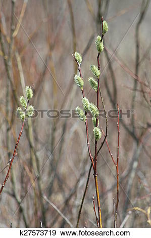 Stock Photograph of Pussy Willow (Salix discolor) k27573719.