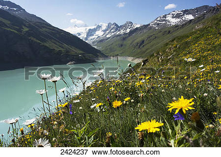 Picture of Summer alpine flowers along the banks of the Moiry.