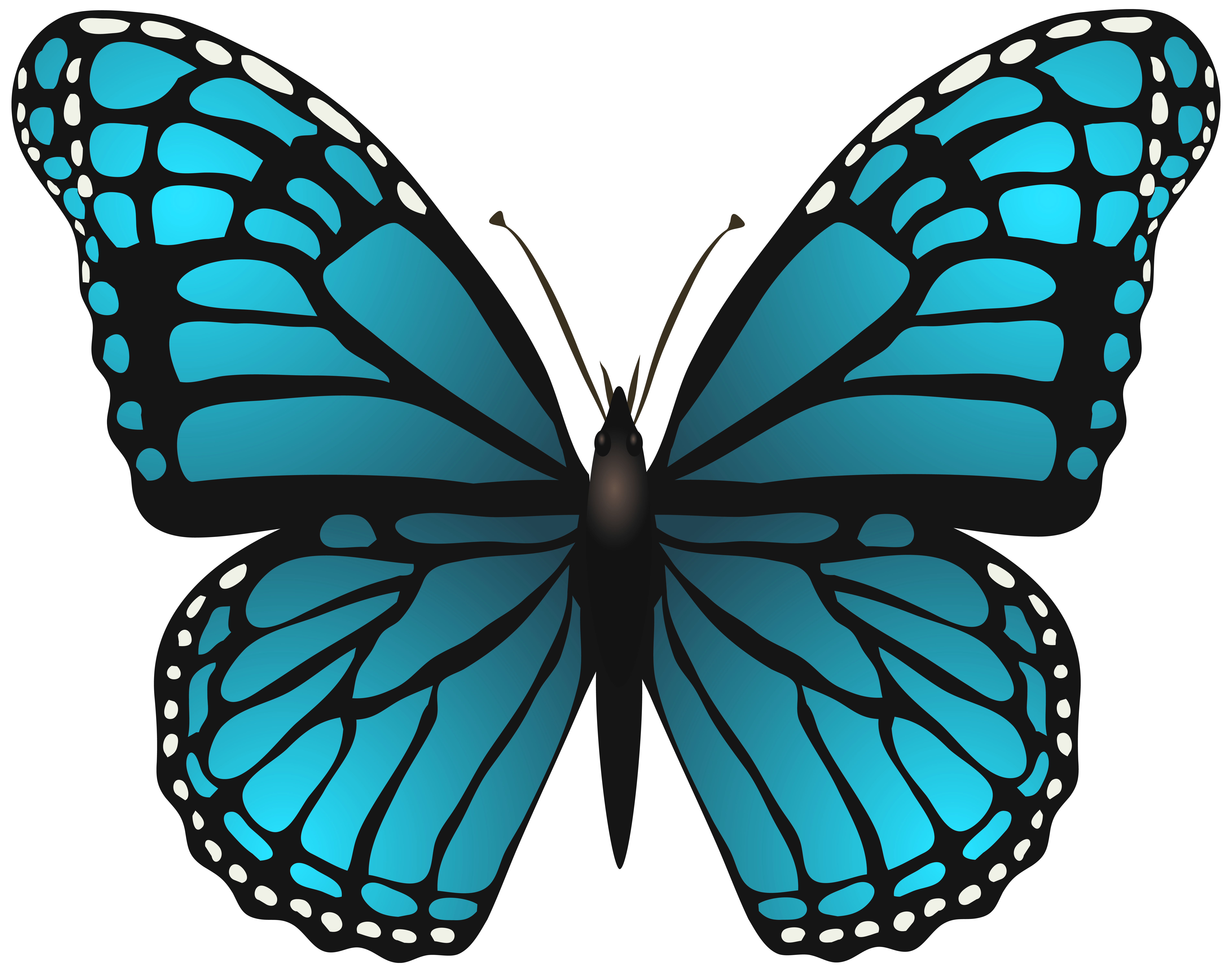 Butterfly clipart images