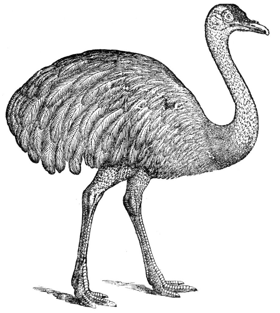 Clip art emu.