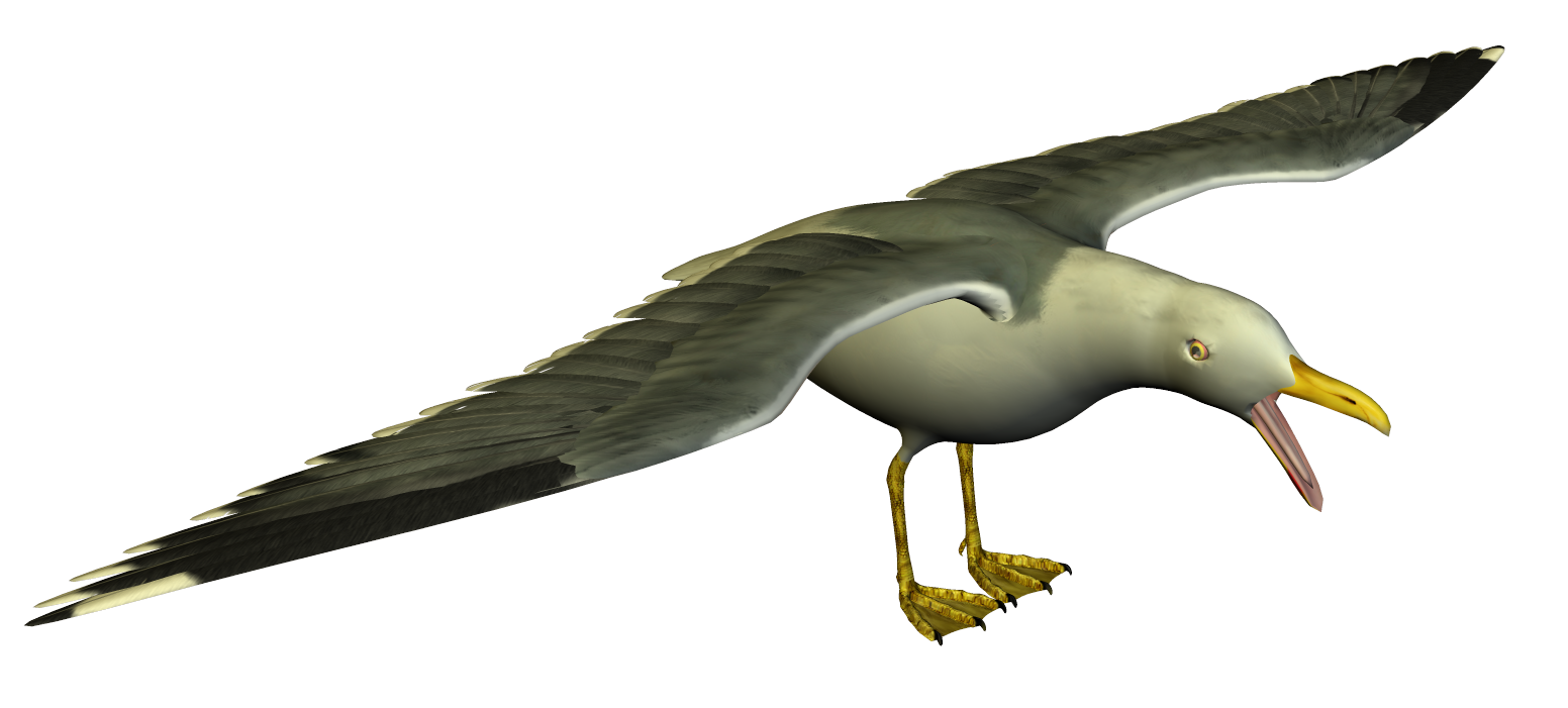Seagull free bird clipart large images image.
