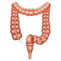 Free Large Intestine Cliparts, Download Free Clip Art, Free.