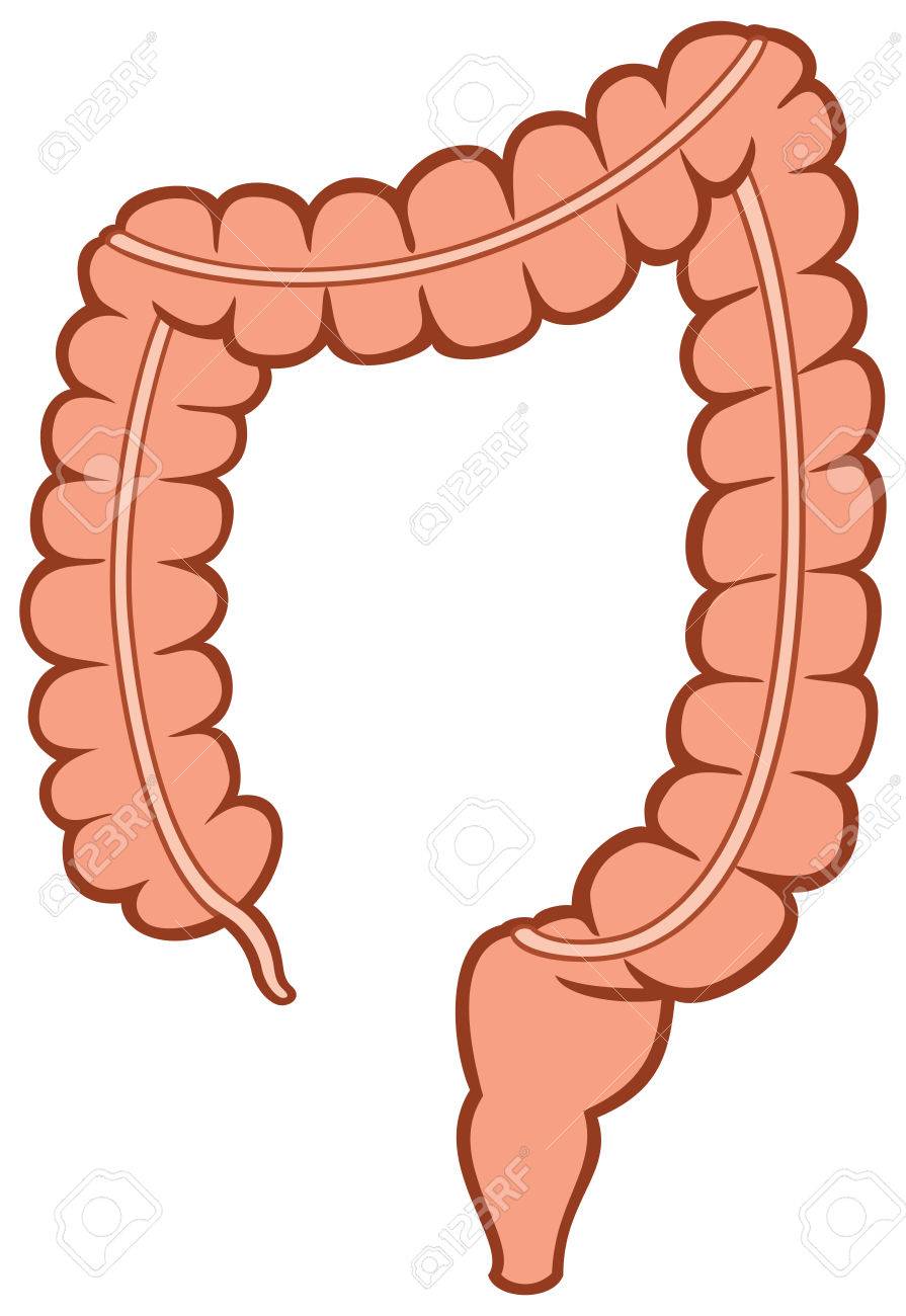 Human large intestine vector illustration.