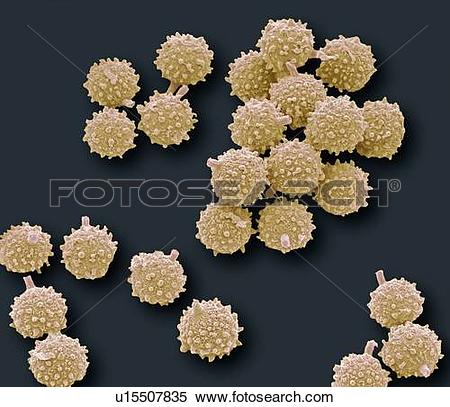 Stock Image of Puffball fungus spores, coloured scanning electron.