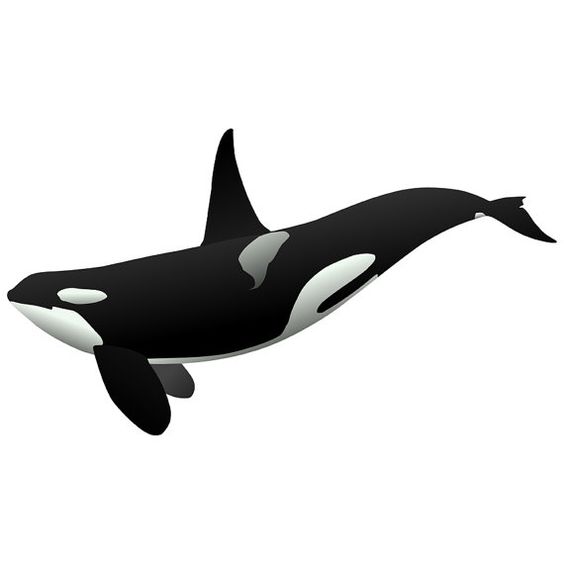 Large Orca Killer Whale Wall Decal by WilsonGraphics on Etsy.