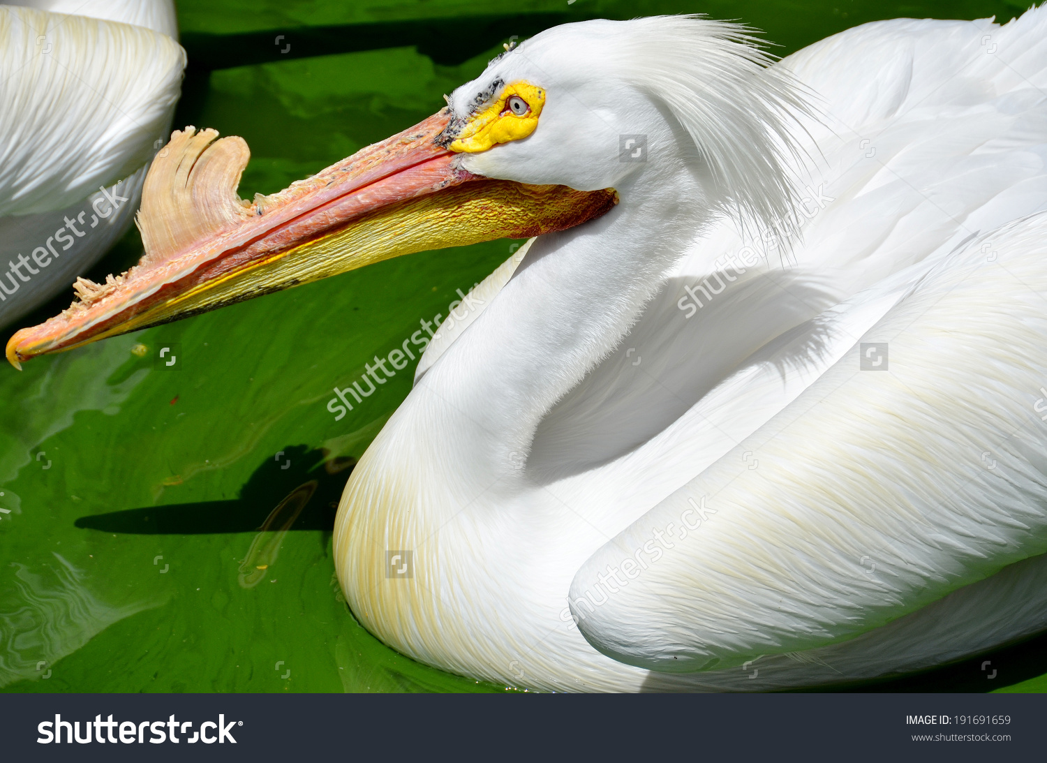 Pelicans Large Water Birds They Characterised Stock Photo.