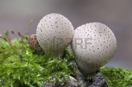 White Puffball Stock Photos Images, Royalty Free White Puffball.