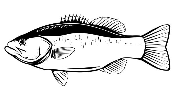 Free Free 184 Large Mouth Bass Svg SVG PNG EPS DXF File