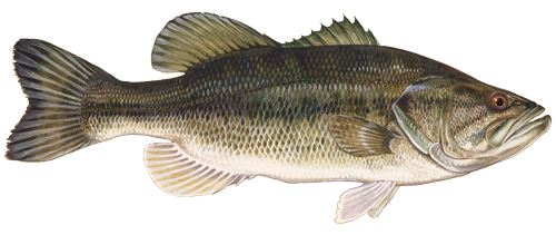 Largemouth Bass Png (106+ images in Collection) Page 2.