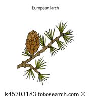 Larix Clip Art Royalty Free. 7 larix clipart vector EPS.