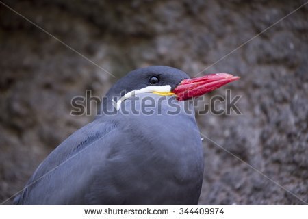 inca Tern" Stock Photos, Royalty.