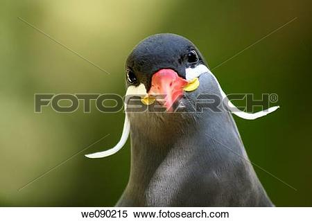 Stock Image of a humorous Inca tern Larosterna inca staring.