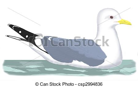 Stock Illustration of Mew Gull.