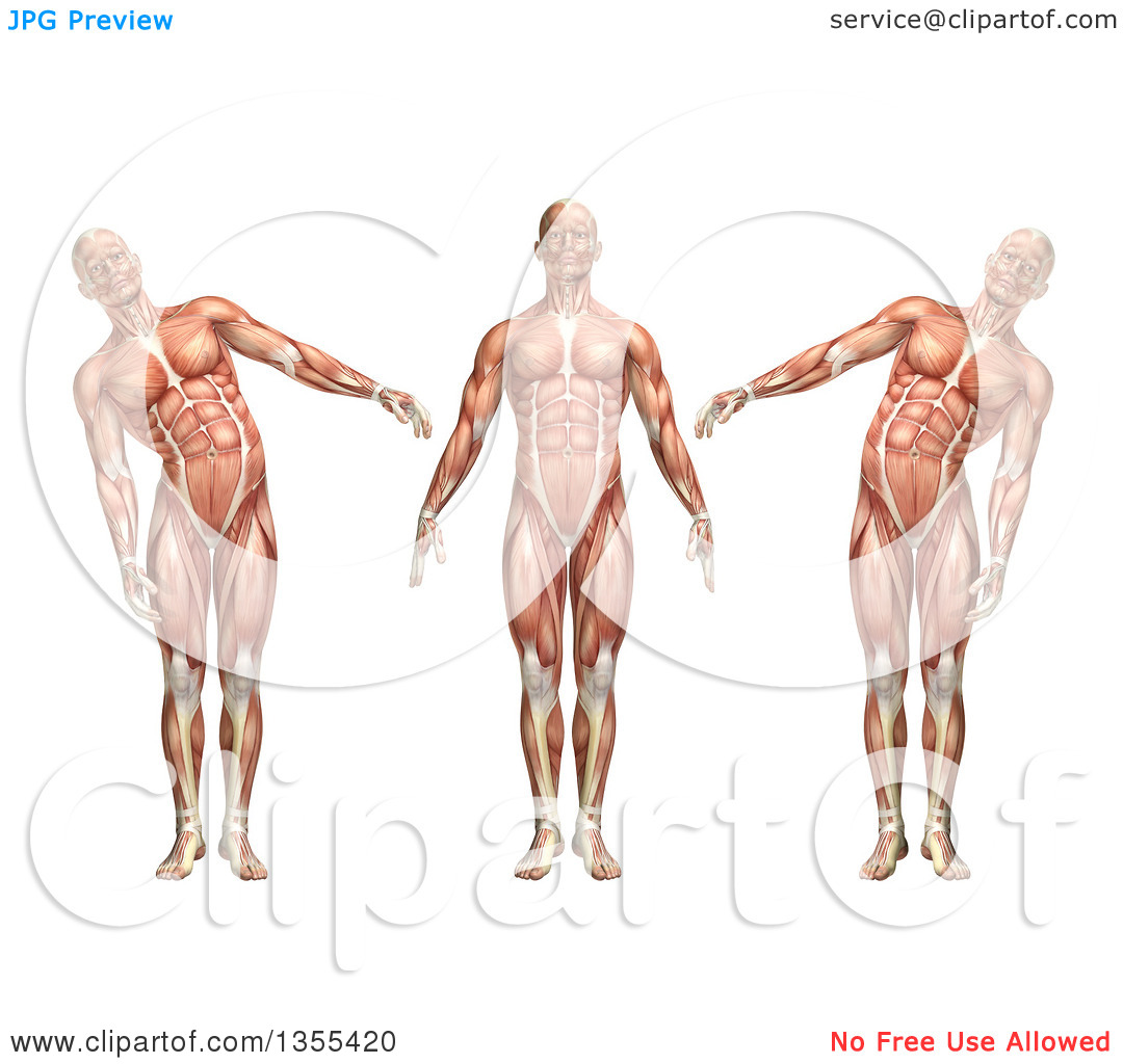 Clipart of a 3d Anatomical Man with Visible Muscles, Showing Trunk.