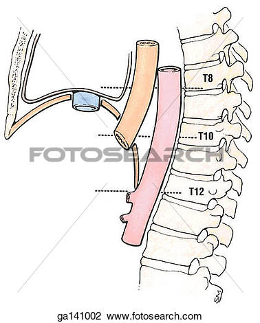Clip Art of Schematic illustration of a lateral view of the.