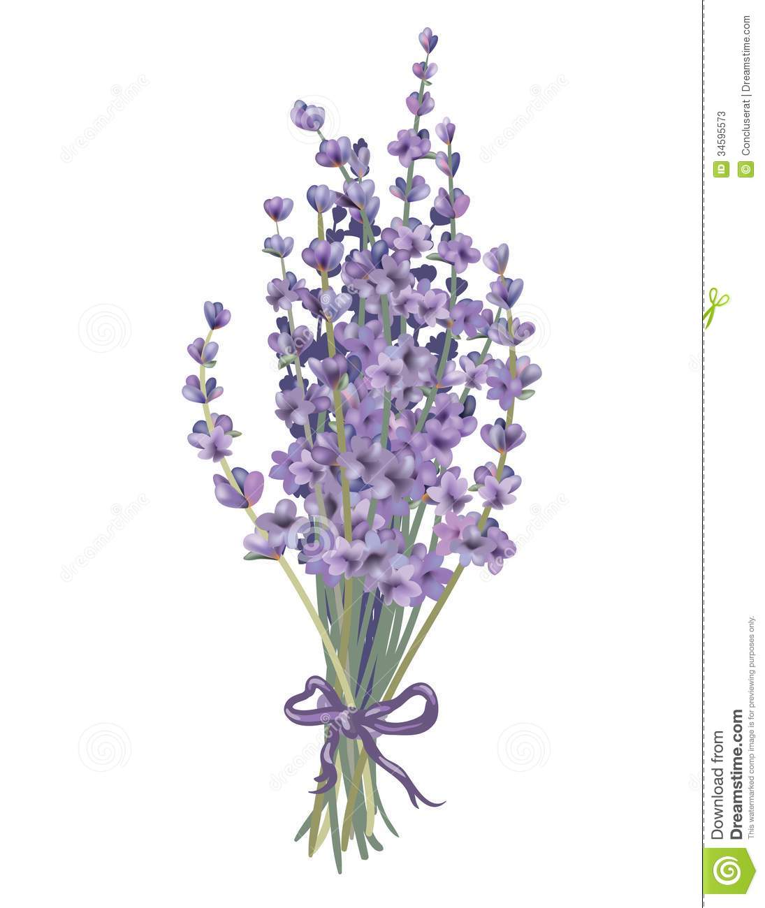 Lavender herb clipart.