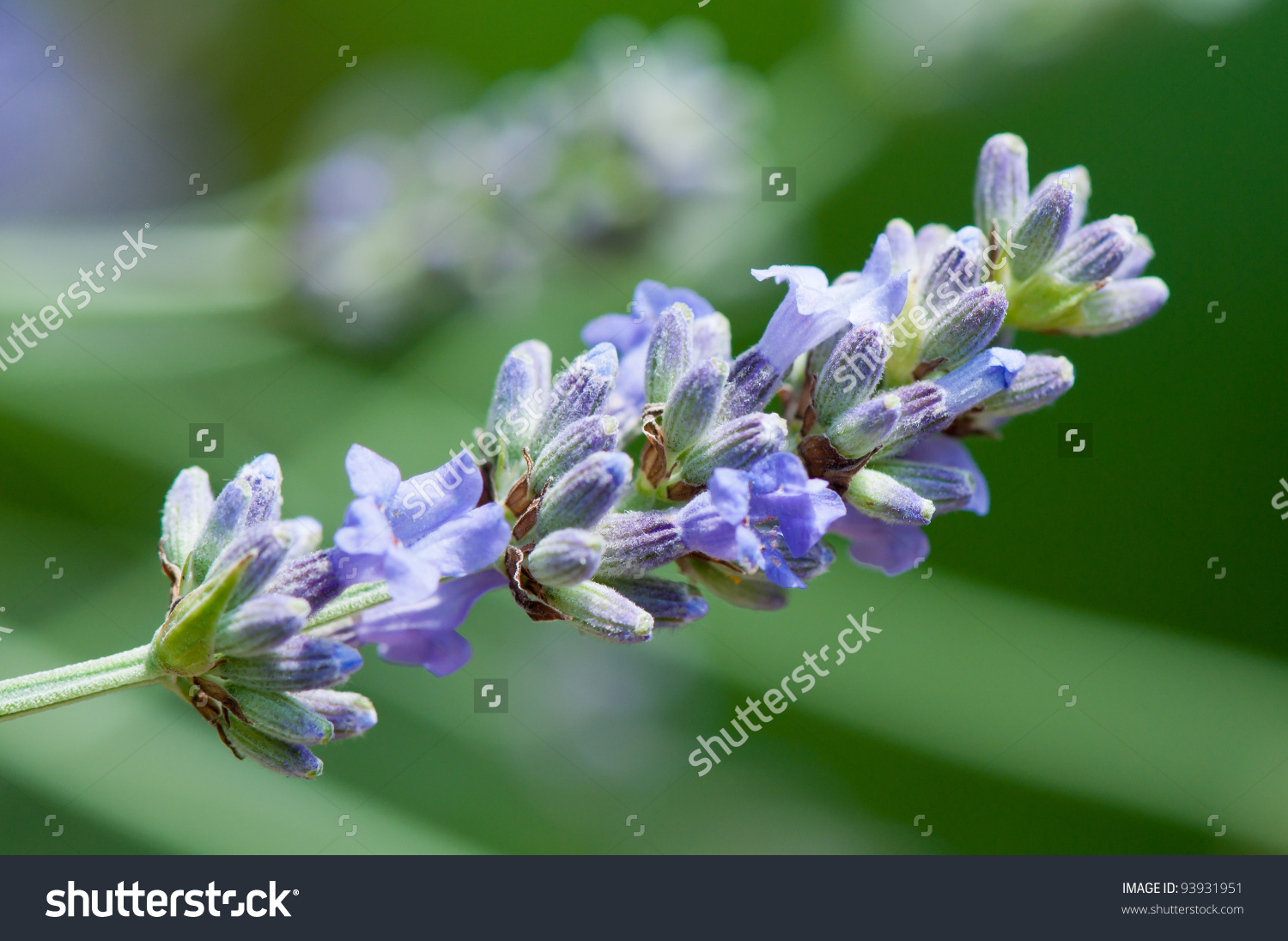 Lavandula Angustifolia Also Lavandula Spica Lavandula Stock Photo.