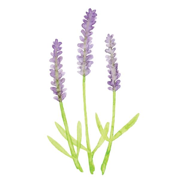 lavendar clip art 10 free Cliparts | Download images on Clipground 2024