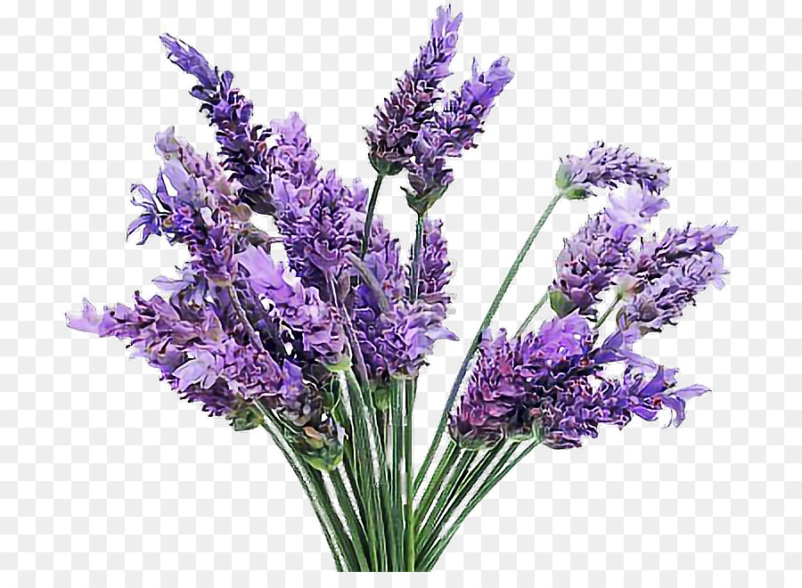 Englisch Lavendel, französischer Lavendel, Blühende pflanze.